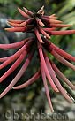 Erythrina coralloides