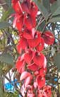 Erythrina crista galli