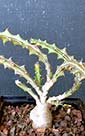 Euphorbia knuthii