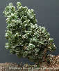 Euphorbia lactea cristata