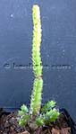 Euphorbia vulcanorum