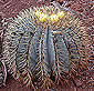 Ferocactus glaucescens