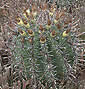 Ferocactus horridus