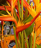 Heliconia latispatha