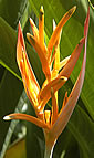 Heliconia psittacorum