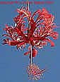 Hibiscus schizopetalus
