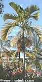 Palms,palm-tree,tropical palm