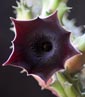 Huernia pendula