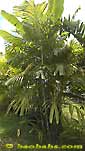 Palm seeds and seedlings, palm-tree