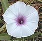 Ipomoea aquatica