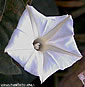 Ipomoea obscura