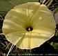 Ipomoea ochracea