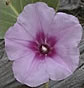 Ipomoea pes-caprae