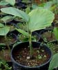Palm seeds and seedlings, palm-tree