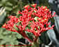 Jatropha podagrica