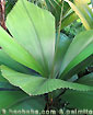 Palm seeds and seedlings, palm-tree