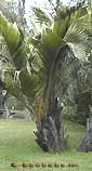 Palm seeds and seedlings, palm-tree
