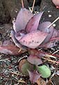 Kalanchoe synsepala