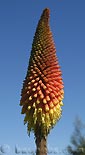 Kniphofia uvaria