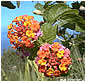 Lantana camara