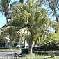 Palm seeds and seedlings, palm-tree