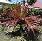 Palm seeds and seedlings, palm-tree