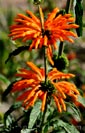 Leonotis leonorus