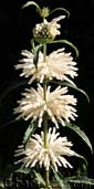 Leonotis leonorus WHITE LION