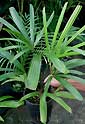 Palm seeds and seedlings, palm-tree