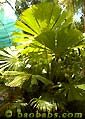 Palm seeds and seedlings, palm-tree