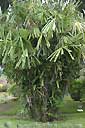 Palm seeds and seedlings, palm-tree