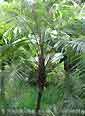 Palm seeds and seedlings, palm-tree