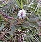 Mimosa pudica