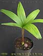 Palm seeds and seedlings, palm-tree