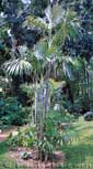 Palm seeds and seedlings, palm-tree