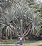 Palm seeds and seedlings, palm-tree