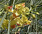 Parkinsonia aculeata