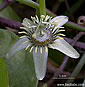 Passiflora suberosa