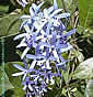 Petrea volubilis