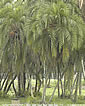 Palm seeds and seedlings, palm-tree