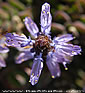 Plectranthus neochilus