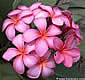 Plumeria rubra BALI