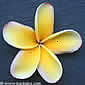 Plumeria rubra CARAIB