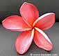 Plumeria rubra ORPHEE