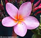 Plumeria rubra PASSION