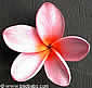 Plumeria rubra PINK DISCRETE