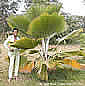Graines et plants de palmiers tropicaux