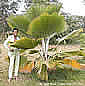 Palm seeds and seedlings, palm-tree