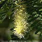 Prosopis juliflora