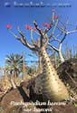 Pachypodium baronii var_baronii